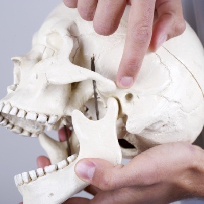 Model of jaw and skullbone used for T M J dysfunction diagnosis and treatment planning